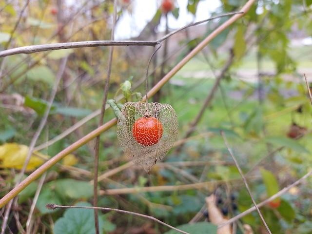 Physalis alkekengi - Păpălău - Lampion chinezesc