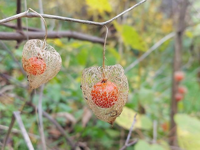 Physalis alkekengi - Păpălău - Lampion chinezesc