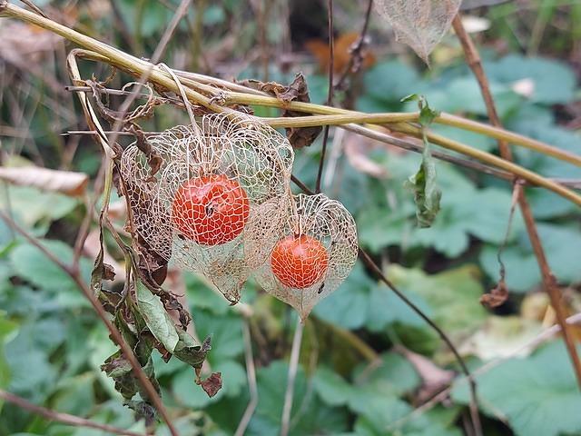 Physalis alkekengi - Păpălău - Lampion chinezesc