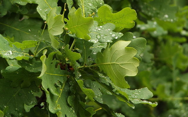 Quercus robur, frunze