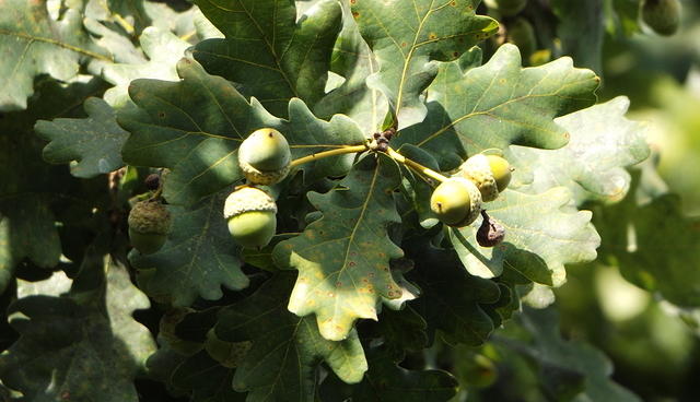 Quercus robur, ghinde