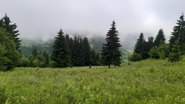 ceata în padure