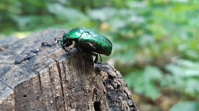 insecta verde Cetonia aurata1