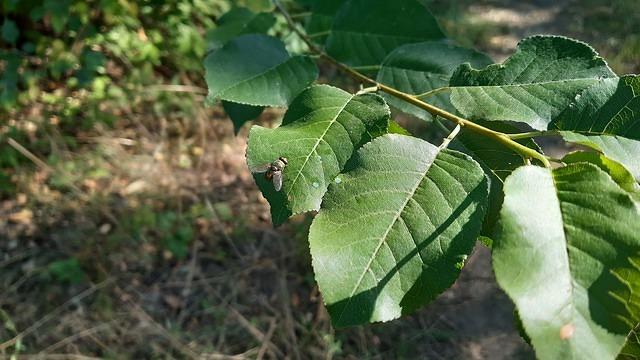 musca verde