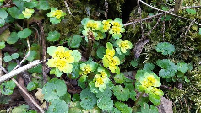 Chrysosplenium