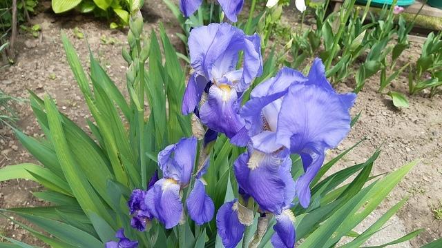 Iris