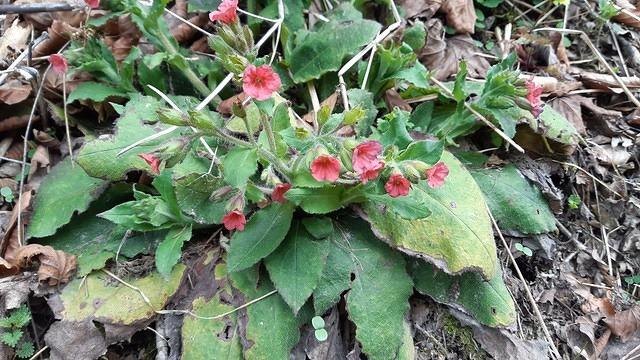 Pulmonaria