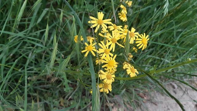 Senecio