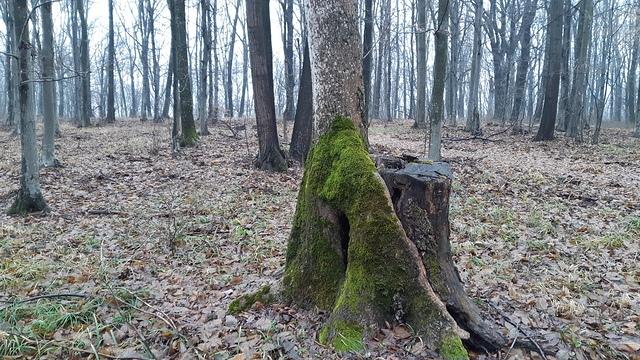 trunchi de copac2