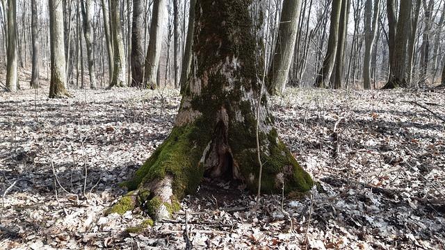 trunchi de copac1