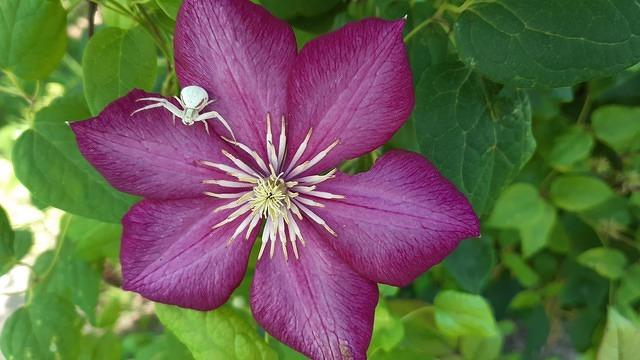 Clematis