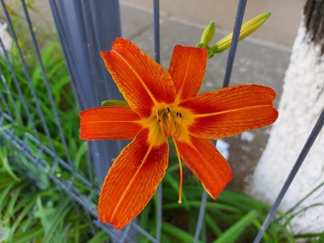 Hemerocallis fulva - crin portocaliu