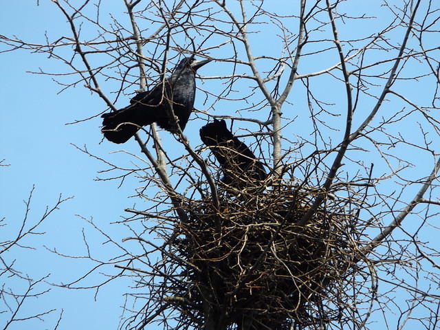 Cioara de semanatura- Corvus frugilegus