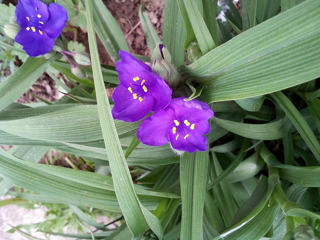 Tradescantia