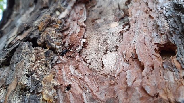 insecta