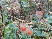 Physalis alkekengi - Păpălău - Lampion chinezesc