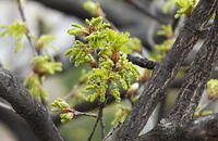 Quercus robur, stejarul1