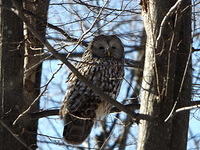 Strix uralensis- Huhurez mare