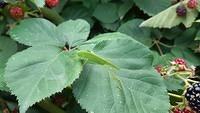 insecta verde11