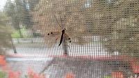 insecta