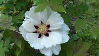 Paeonia