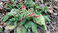 Pulmonaria