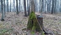 trunchi de copac2