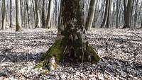 trunchi de copac1