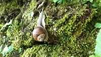 Melc melc codobelc- Helix pomatia