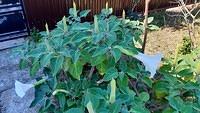 Datura inoxia