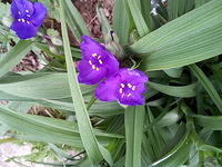 Tradescantia