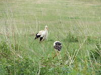 barza alba- Ciconia ciconia (white strok)