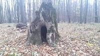 farsele naturii
