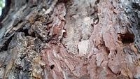 insecta