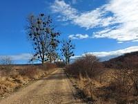 vasc- Viscum album